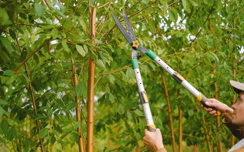 Tree trimming in Flora, IN